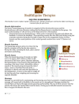 HET Muscle Information - Hamstring