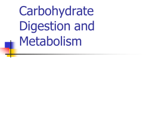 Carbohydrate Digestion