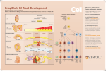 WA27018 GI Tract Development