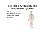 The Insect Circulatory and Respiratory Systems
