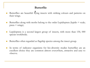 Butterflies - CES (IISc)