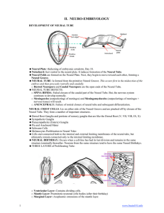 ii. neuro-embryology