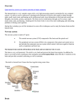 Overview of brain anatomy