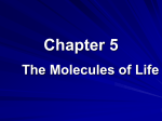 Molecules of Life ppt