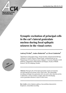 Synaptic excitation of principal cells in the cat`s lateral geniculate