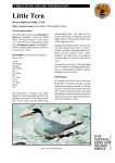 Little Tern Fact Sheet - The South Coast Shorebird Recovery Program