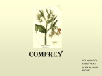 Symphytum officinale (common Comfrey Plant) [9]