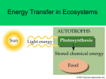 Energy Transfer in Ecosystems