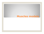 Muscles models - Sinoe Medical Association