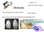 Mollusks - carverbiology11