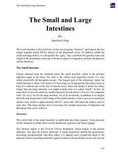 The Small and Large Intestines