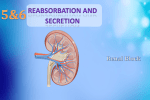 L5_6 -Renal Reabsorbation and Secretation