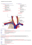 Peripheral Vascular Anatomy