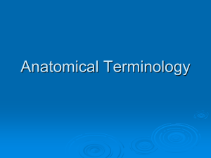 Anatomical Terminology