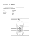 Assessing the Abdomen