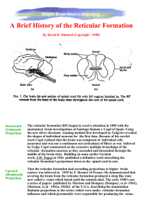 A Brief History of the Reticular Formation