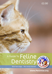 Guide To Feline Denistry