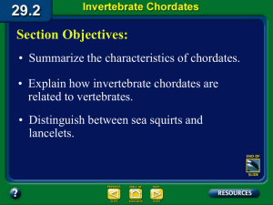 Invertebrate Chordate Notes