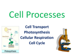 Cell Processes - Social Circle City Schools