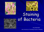 Staining of bacteria