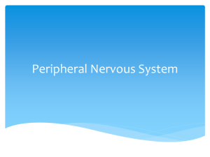 Peripheral Nervous System