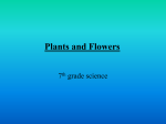 plants n flowers ppt