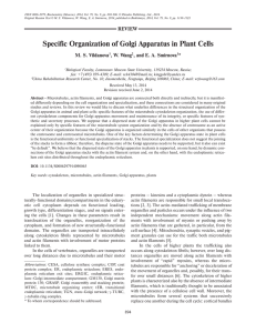 Specific Organization of Golgi Apparatus in Plant Cells