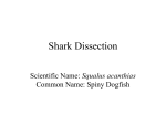 Shark Dissection - Uplift North Hills Prep