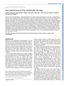 Hox patterning of the vertebrate rib cage