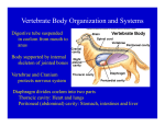 Vertebrate Bodies and Systems