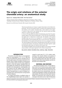 The origin and relations of the anterior choroidal artery