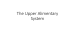 The Upper Alimentary System
