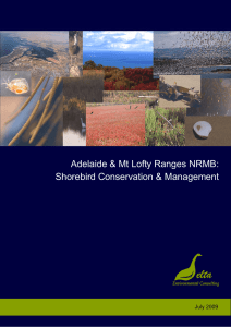shorebird management and conservation report