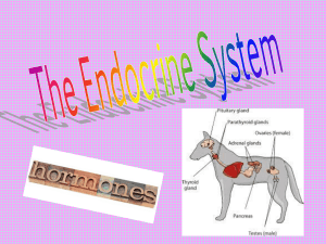Endocrine System - Killingly Public Schools
