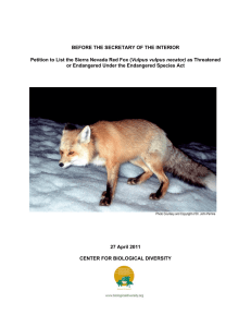 Sierra Nevada red fox - Center for Biological Diversity