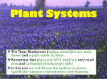 Plant Systems - Ms. V Biology