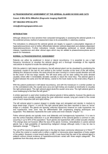 ULTRASONOGRAPHIC ASSESSMENT OF THE ADRENAL