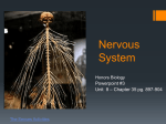 Nervous System ppt