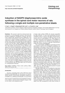 Induction of NADPH diaphoraselnitric oxide synthase in the spinal