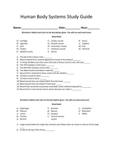 Human Body Systems Study Guide