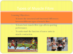 Types of Muscle Fibre