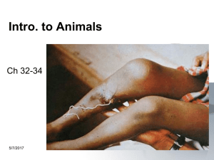 Intro to Animals PPT