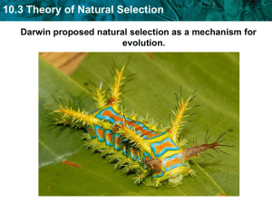 10.3 Theory of Natural Selection Darwin proposed natural selection