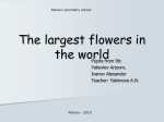 The largest flowers in the world.