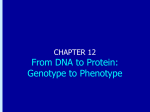 Chapter 12: From DNA to Protein: Genotype to Phenotype