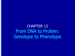 Chapter 12: From DNA to Protein: Genotype to Phenotype