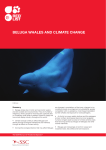 Beluga WhaleS and Climate Change