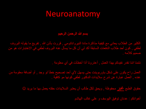 Neuroanatomy