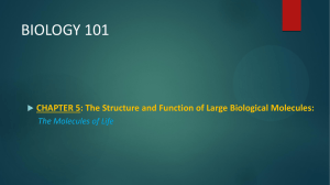 Structure and Function of Large Bio Molecules