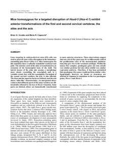 Mice homozygous for a targeted disruption of Hoxd-3